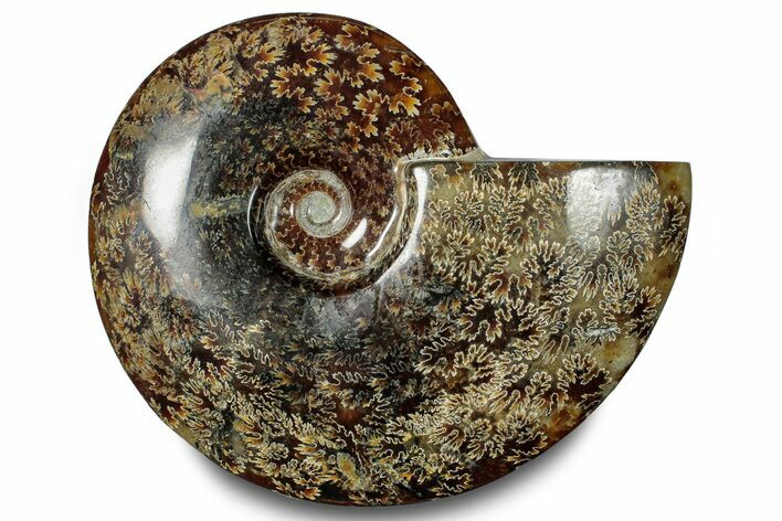 Polished Ammonite (Cleoniceras) Fossil - Madagascar #283315